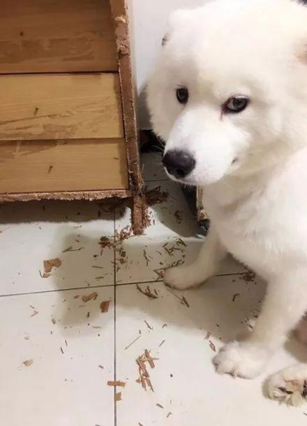 萨摩耶要咬东西怎么办