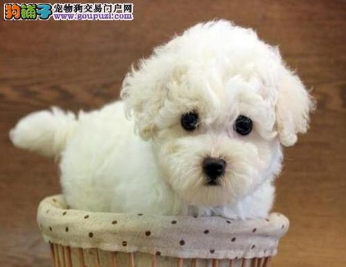 比熊犬总喜欢咬东西怎么办