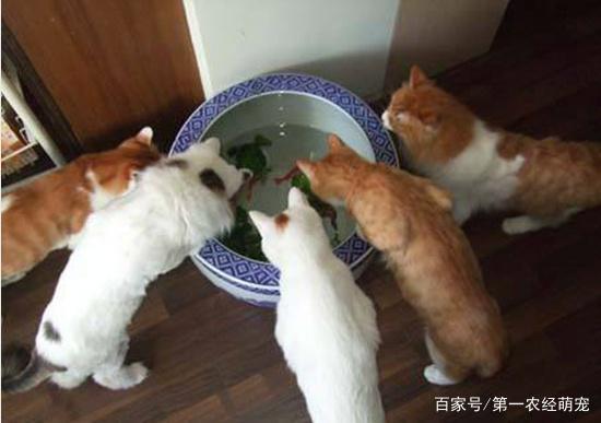 小猫老想抓东西怎么办