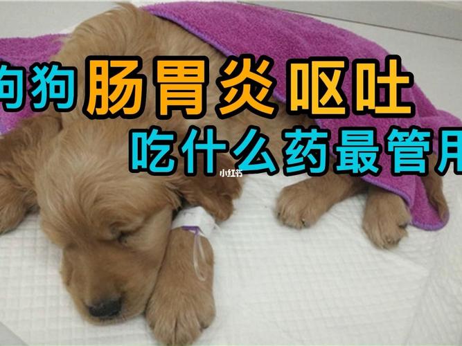 狗狗呕吐又没有东西怎么办吃什么药