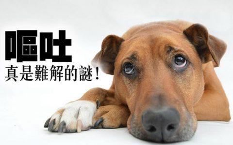 狗又拉又吐 不吃东西怎么办啊