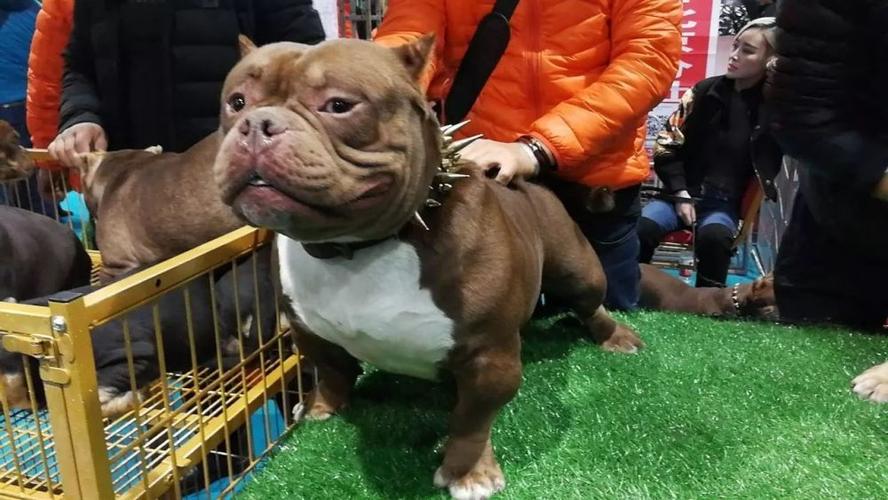 恶霸犬突然不吃东西了怎么办