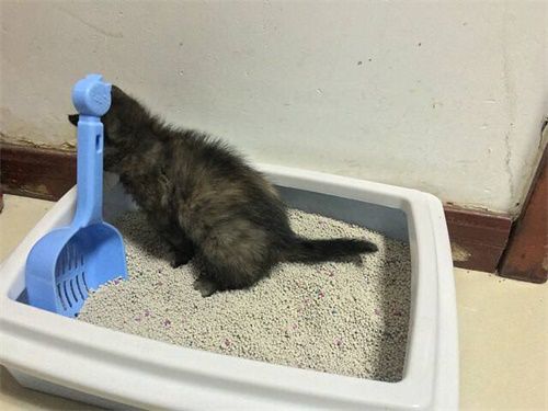 猫胀肚便秘吃东西