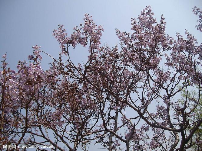 梧桐花的做法