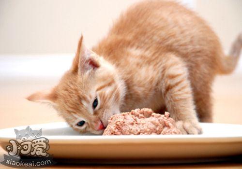 猫手术后不爱吃东西吗