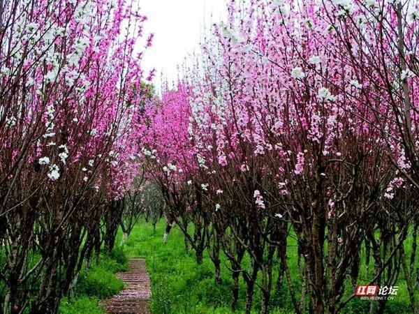 桃花栽培