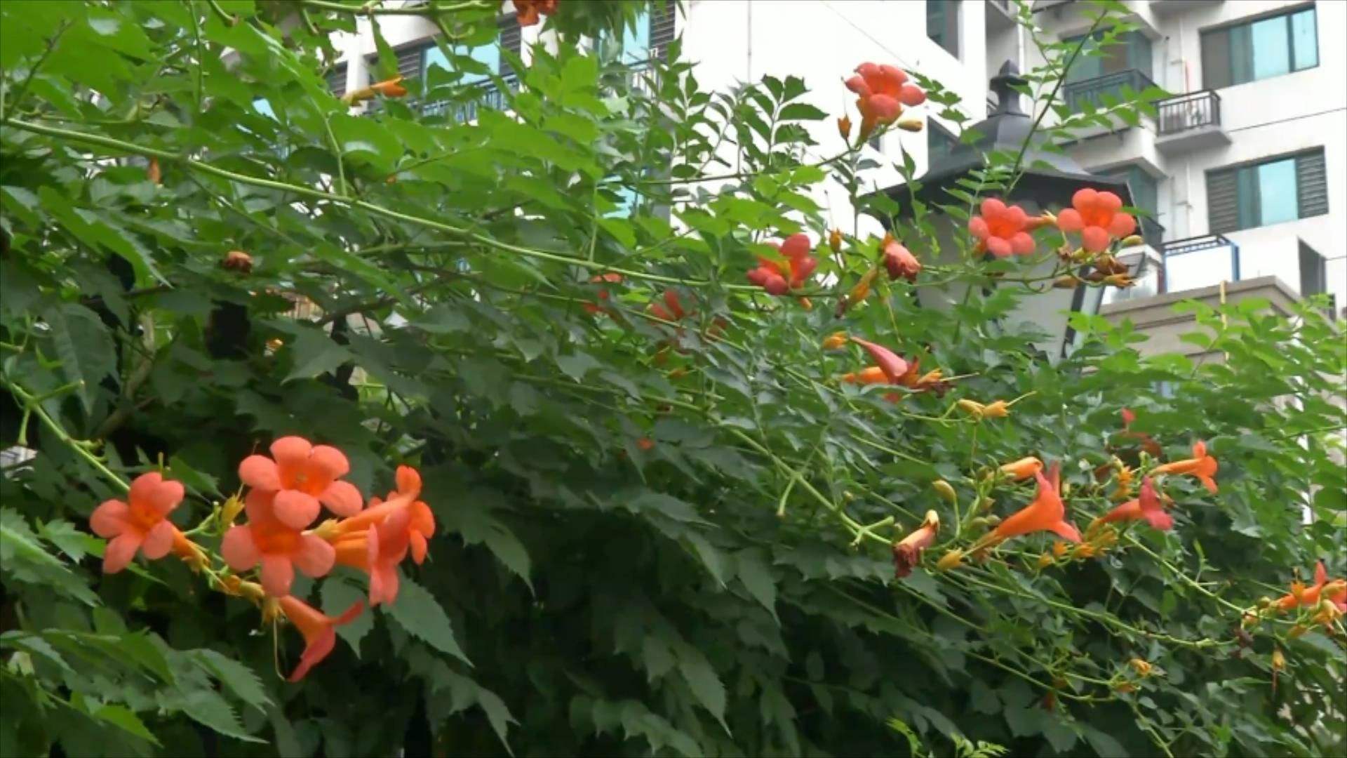 凌霄花移栽注意事项
