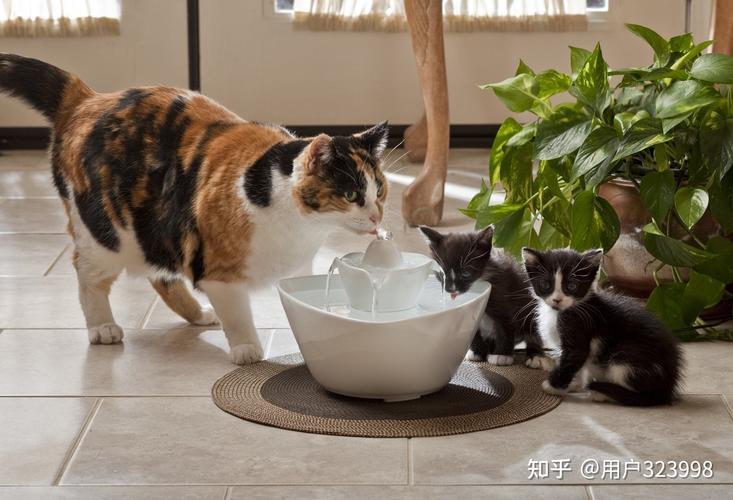 给怀孕猫吃什么东西
