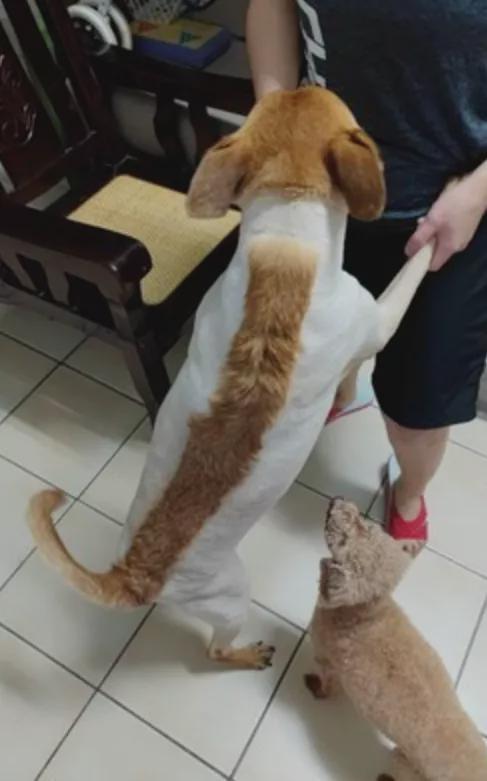 狗狗剃毛以后不吃东西