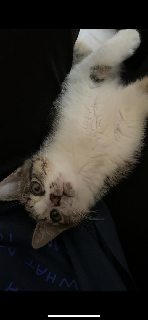 猫下巴有黑色的东西是什么原因
