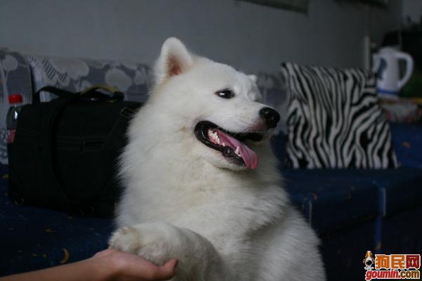 怎样训练萨摩握手