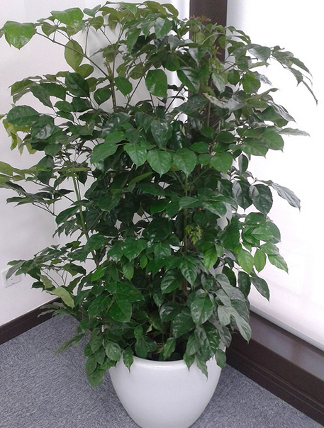 绿宝注意事项