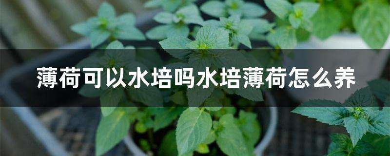 水培薄荷注意事项