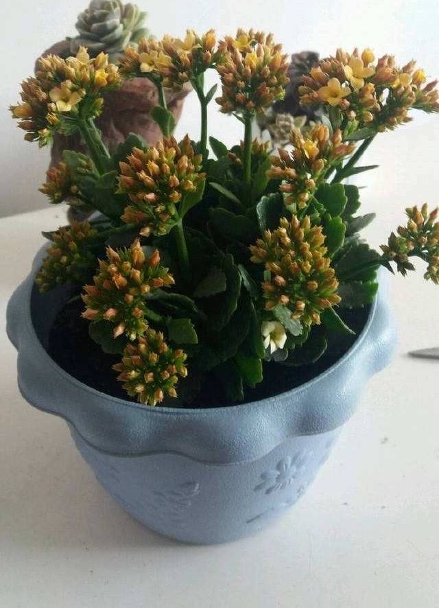 长寿花的盆栽种植方法