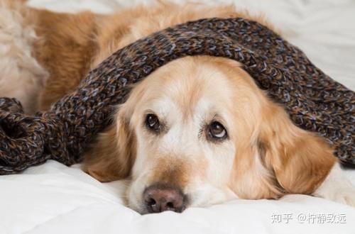 幼犬咳嗽感冒不吃东西