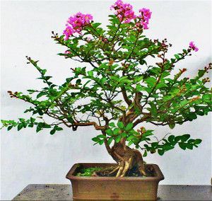 盆景紫薇的栽培