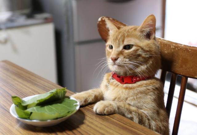 猫不爱吃东西还很活泼