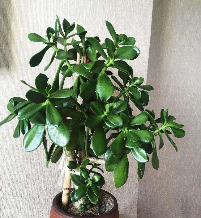 玉树在室内养殖方法