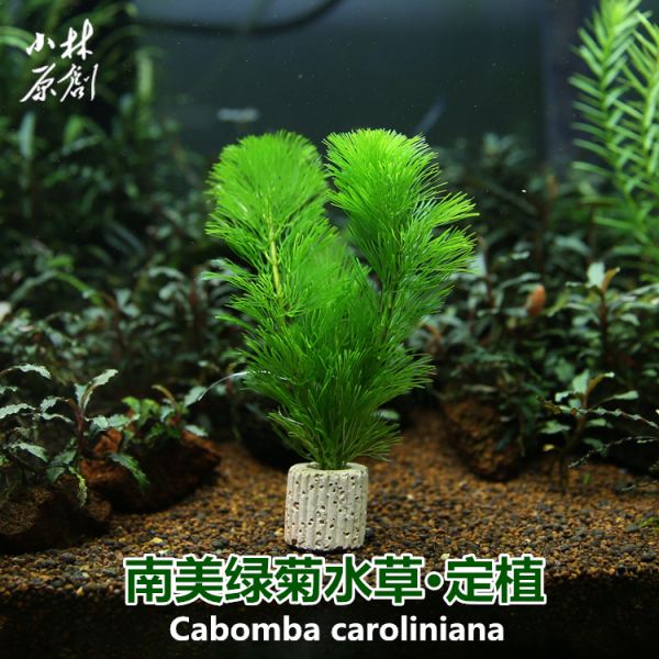 绿菊水草怎么养
