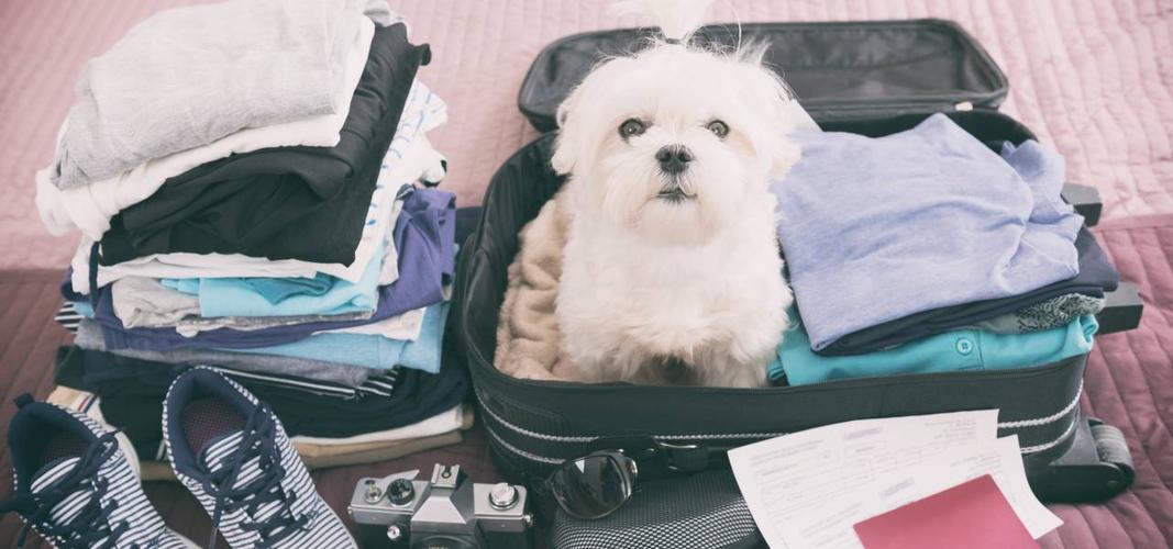 带狗旅行需要什么东西