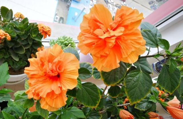 扶桑花养殖方法