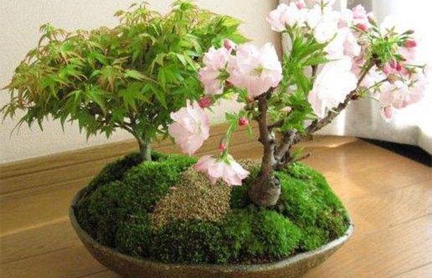 樱花怎么栽培