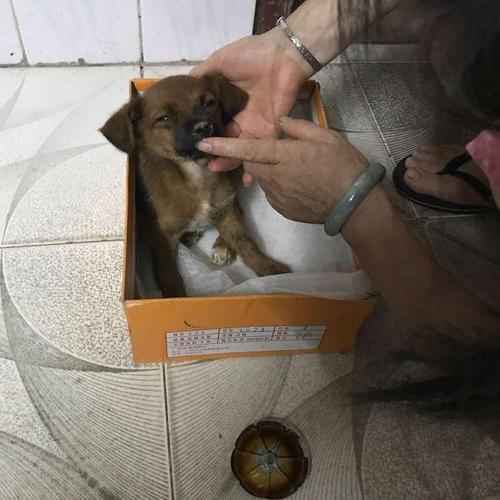 刚买的小狗回家不吃东西
