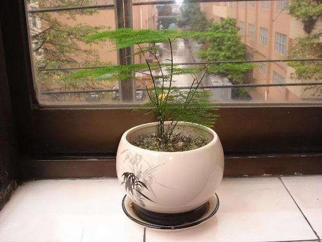 养文竹方法