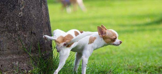 幼犬憋屎训练