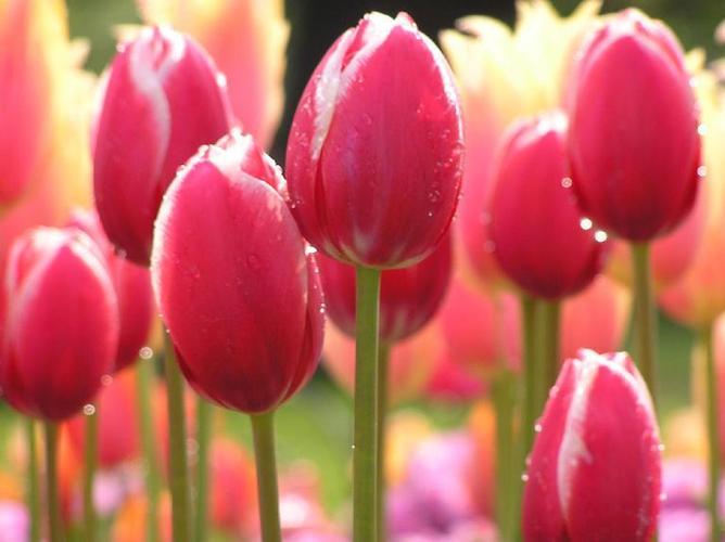 郁金香花的栽培