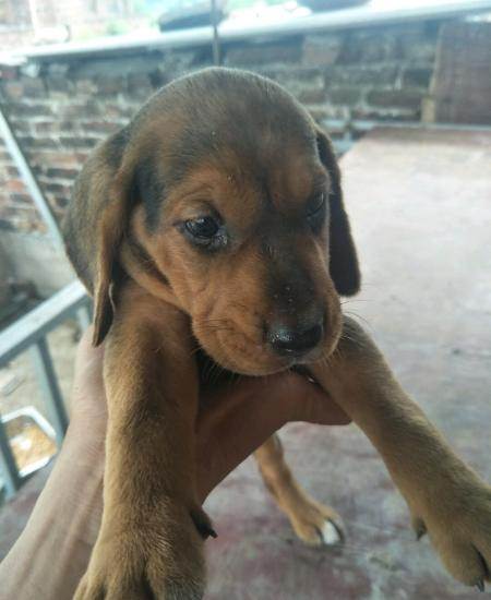巴尔干猎犬训练方法