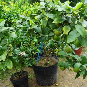 柠檬盆栽种植方法