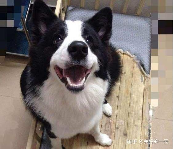 边境牧羊犬爱咬东西怎么办