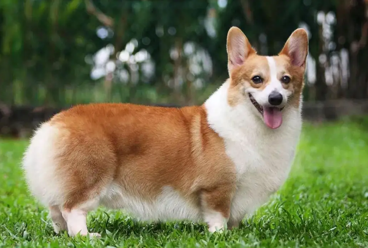 柯基犬从小怎么训练