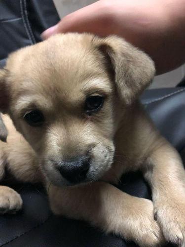 领养狗狗三天不吃东西怎么办