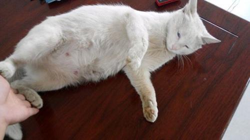 猫怀孕期间要注意什么东西