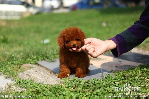 怎么样训练泰迪握手