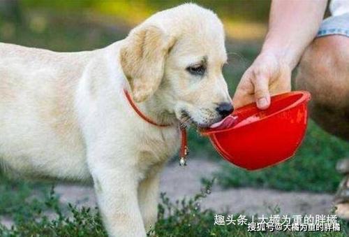 狗老想咬东西怎么办