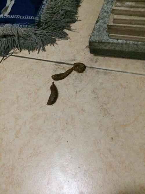 巴哥乱吃东西拉肚子