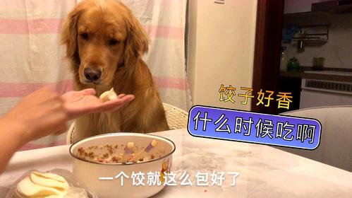 怎么给金毛狗狗做吃的东西