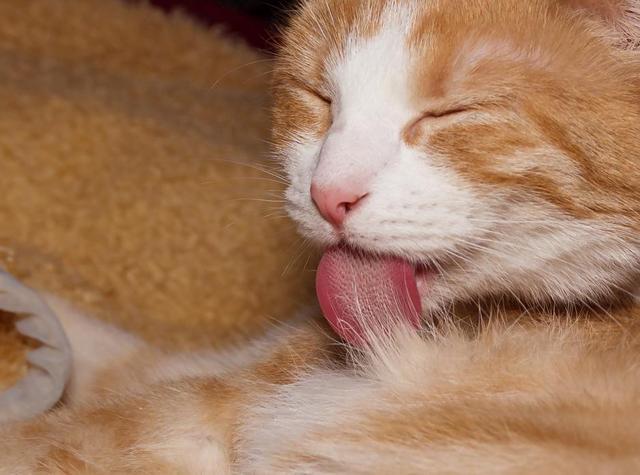 猫为什么总是舔东西吃