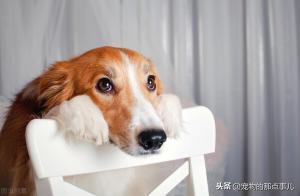 小狗狗吐了第二天怎么还不吃东西