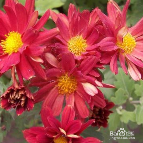 菊花移栽注意事项