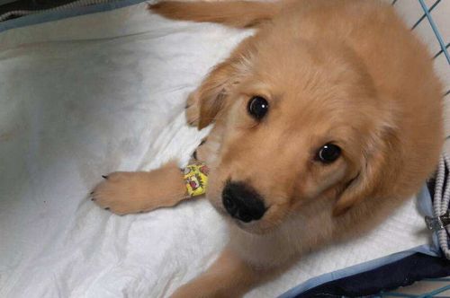 犬瘟3天了不吃东西怎么办