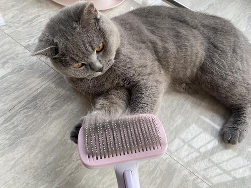 猫不吃东西脱毛