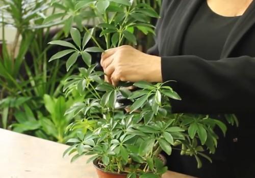 鸭脚木的截枝栽培
