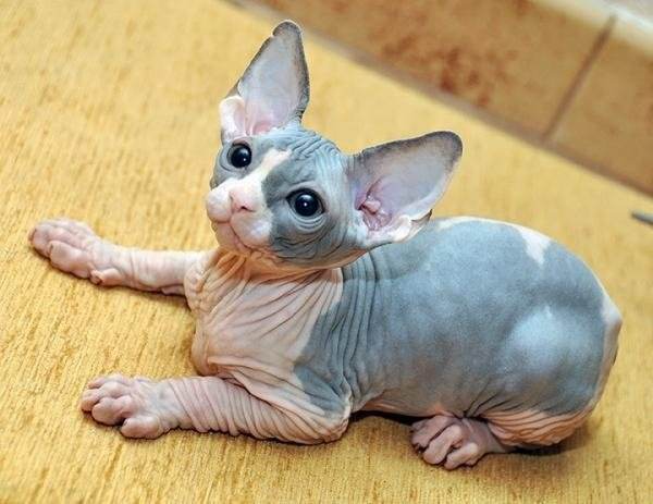 猫不吃东西掉毛