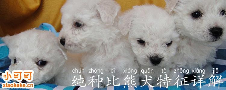 比熊老是咬东西怎么办