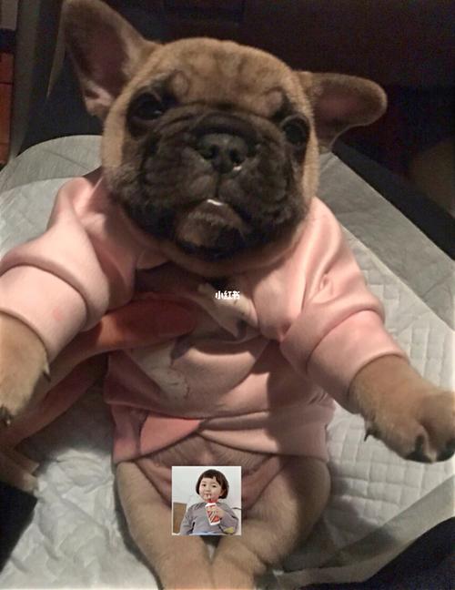 法斗幼犬的大小便训练