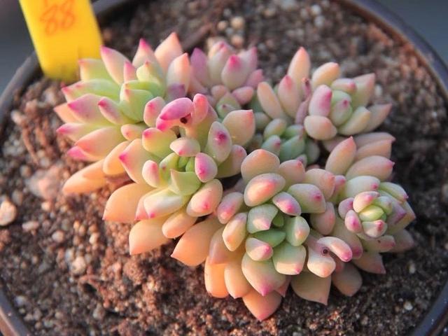 多肉植物养殖方法有